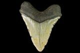 Huge, Fossil Megalodon Tooth - North Carolina #124457-2